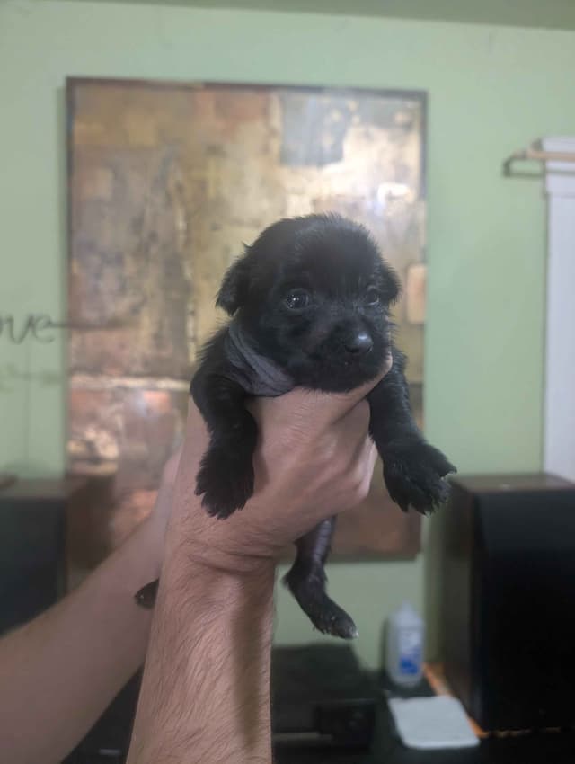 Chinese Crested Puppies media 13