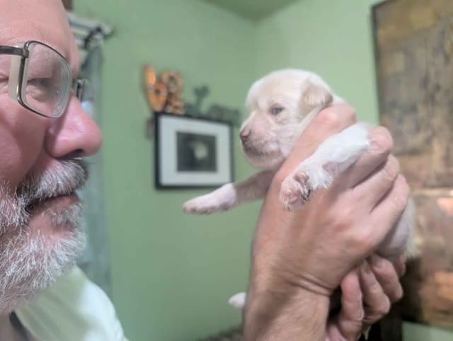 Chinese Crested Puppies media 5