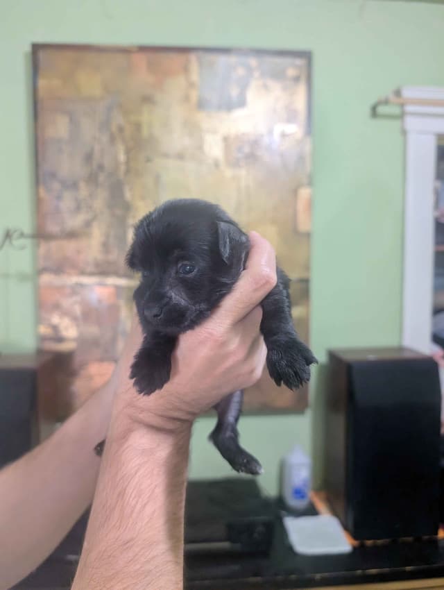 Chinese Crested Puppies media 9