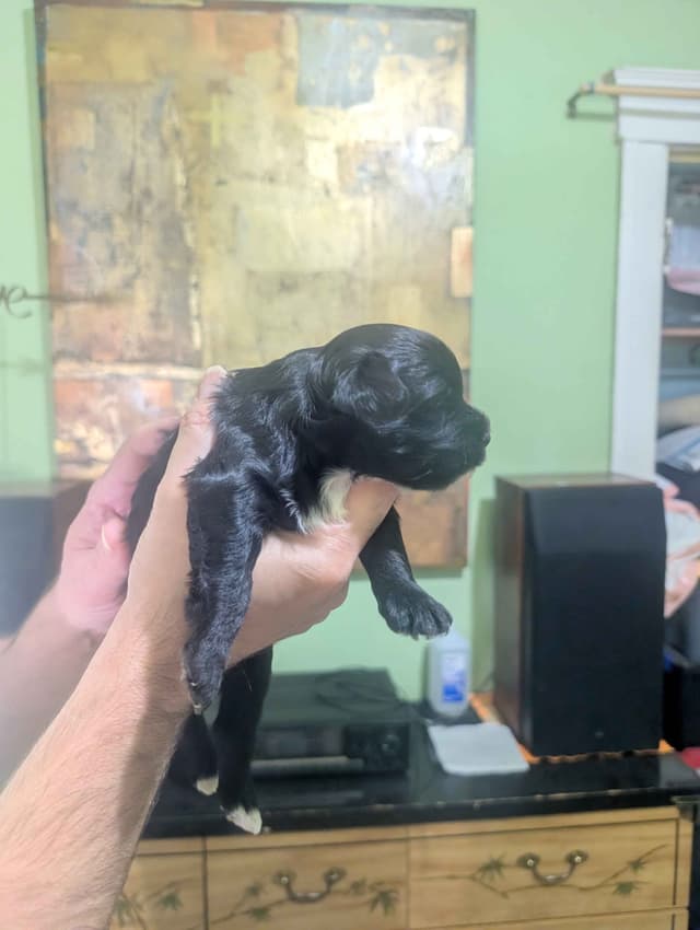 Chinese Crested Puppies media 4