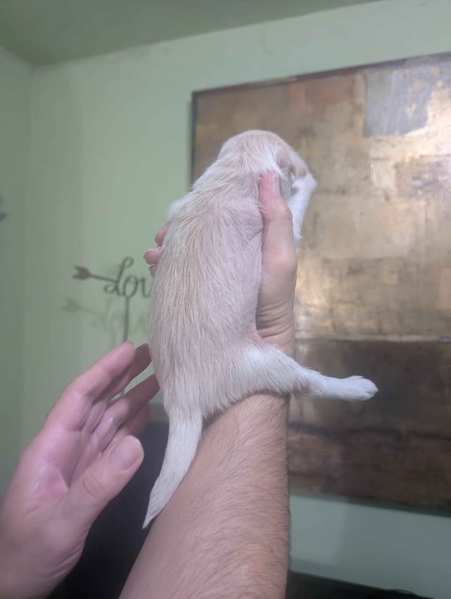 Chinese Crested Puppies media 8