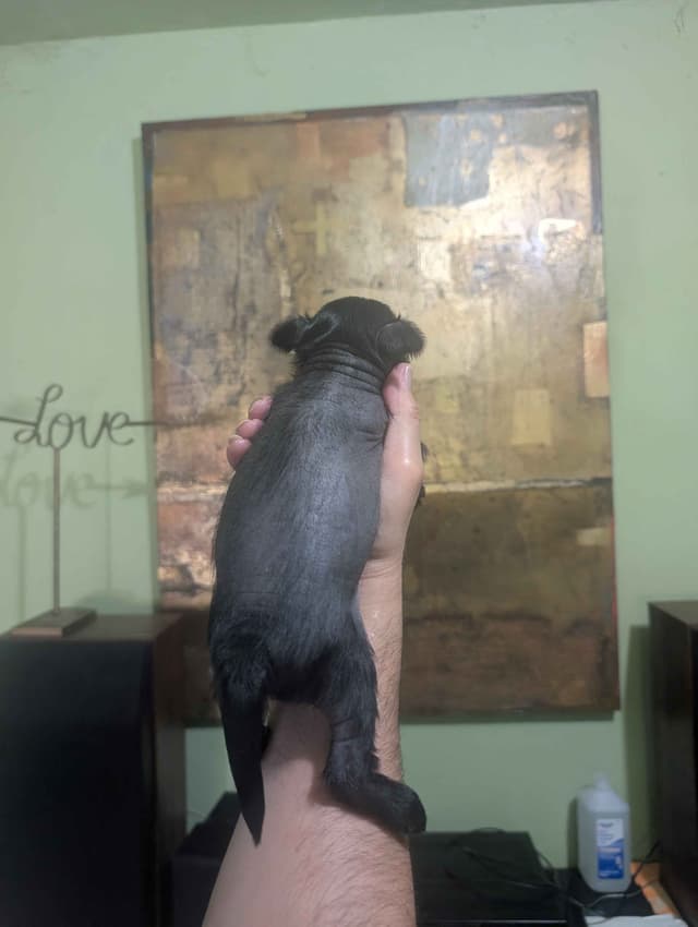 Chinese Crested Puppies media 12