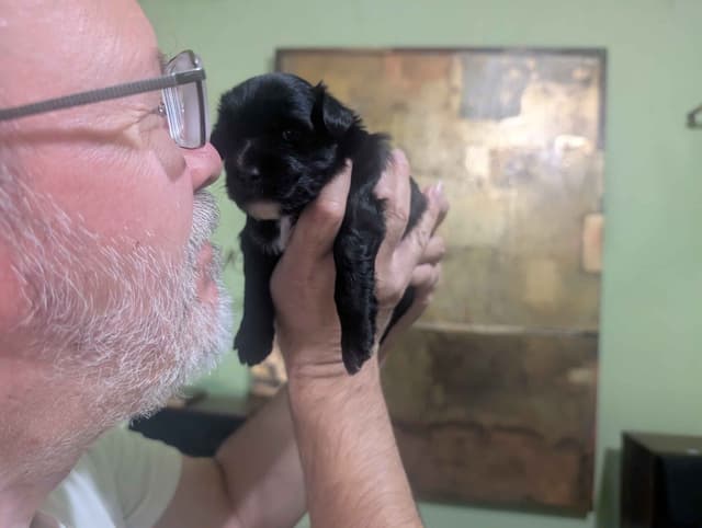 Chinese Crested Puppies media 3