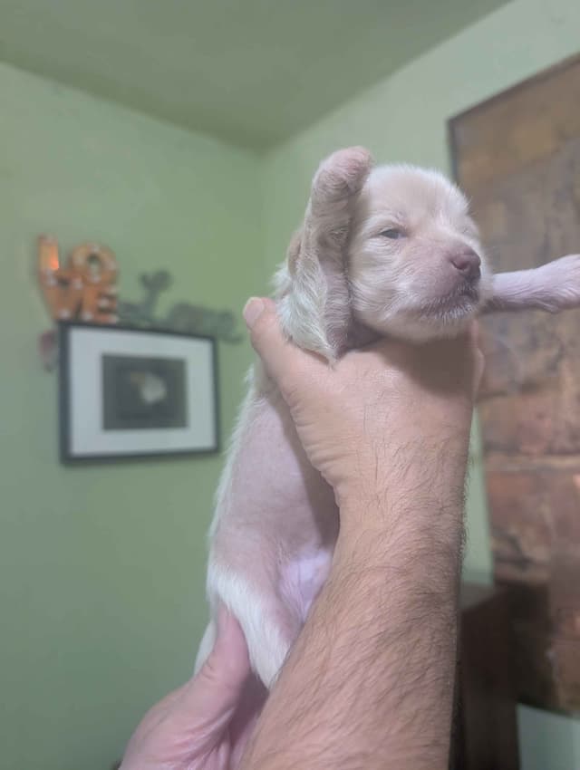 Chinese Crested Puppies media 7