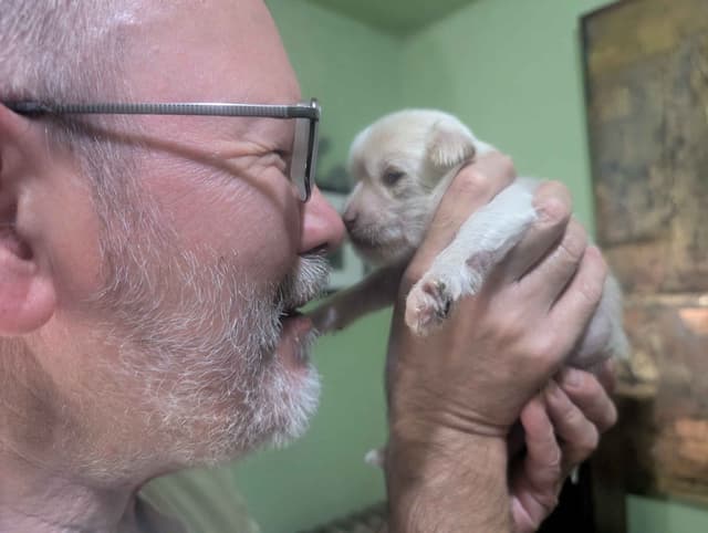 Chinese Crested Puppies media 6