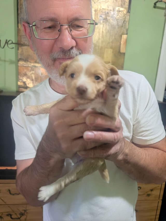 Chinese Crested Puppies media 14