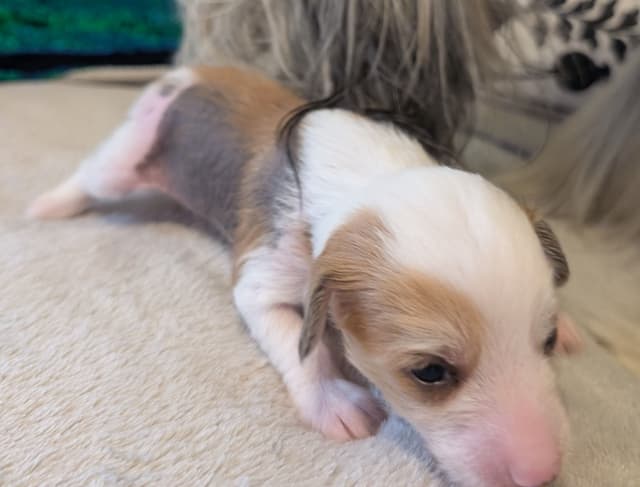Chinese Crested Puppies media 3