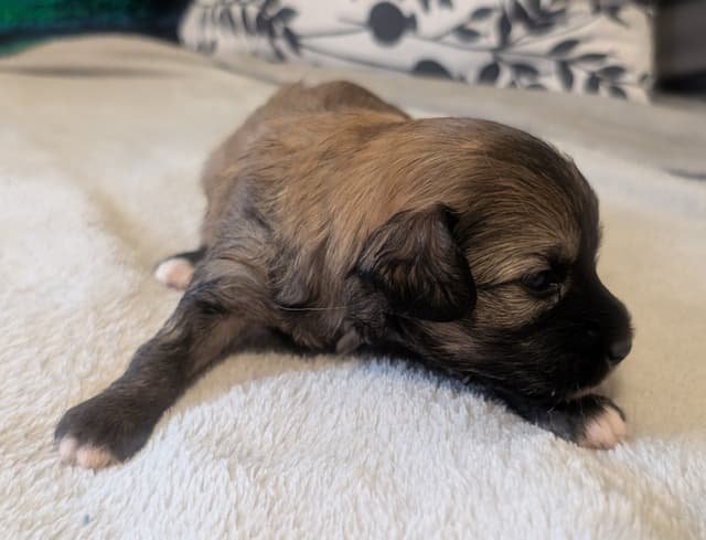 Chinese Crested Puppies media 6