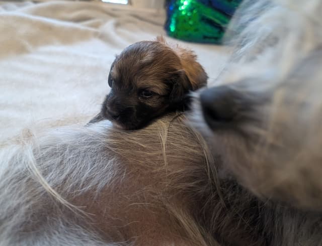 Chinese Crested Puppies media 7