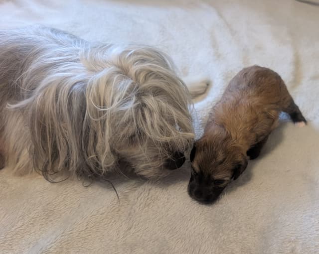 Chinese Crested Puppies media 8