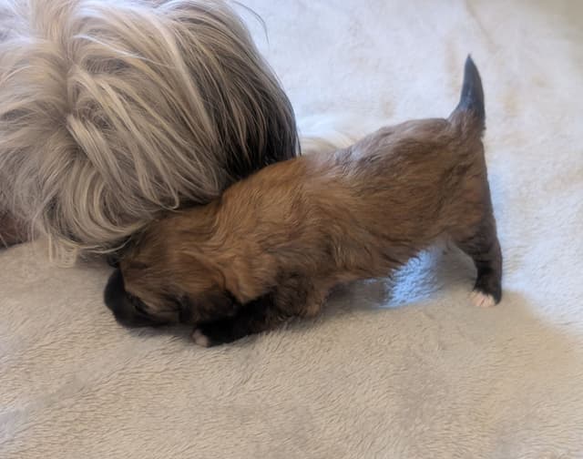 Chinese Crested Puppies media 9