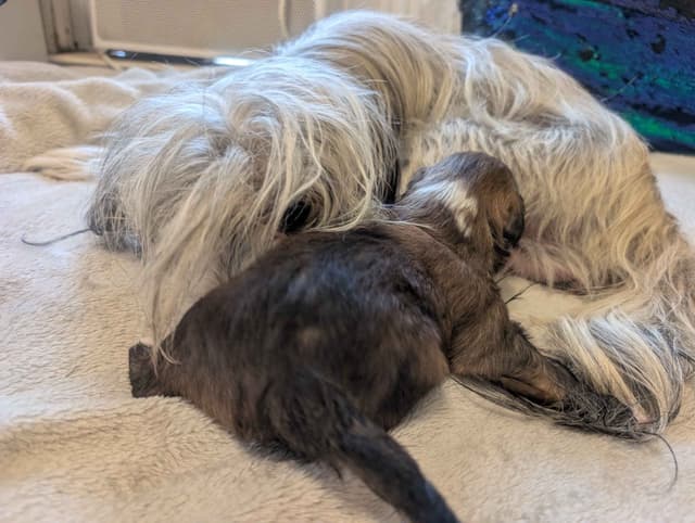 Chinese Crested Puppies media 12