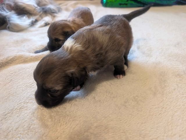 Chinese Crested Puppies media 10