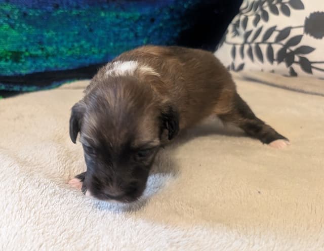 Chinese Crested Puppies media 13