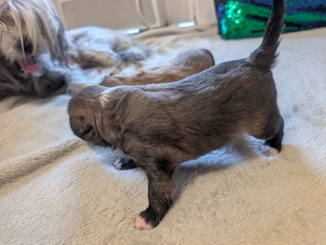 Chinese Crested Puppies media 11