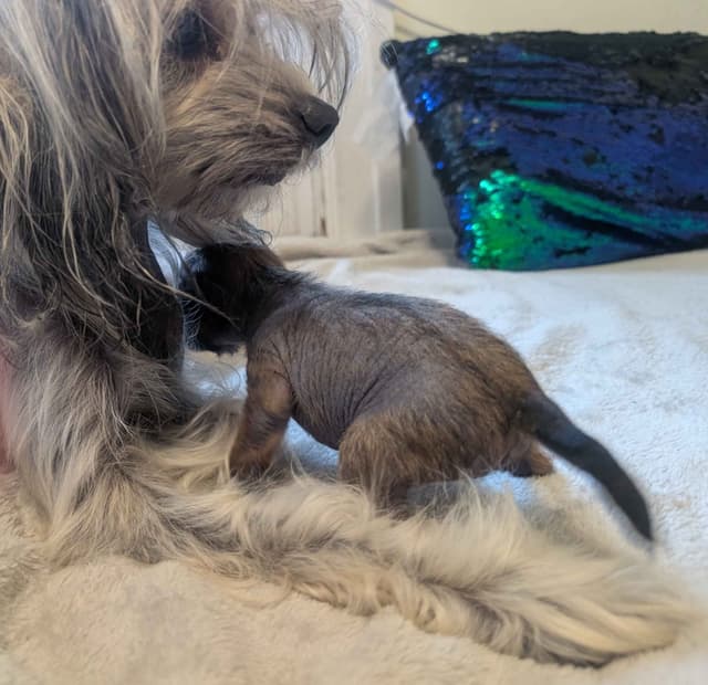 Chinese Crested Puppies media 14