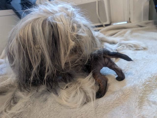 Chinese Crested Puppies media 17