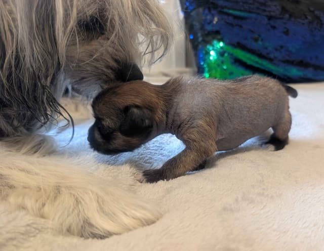 Chinese Crested Puppies media 15
