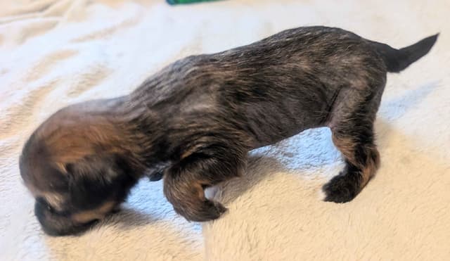 Chinese Crested Puppies media 18