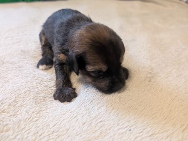 Chinese Crested Puppies media 19