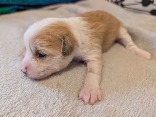 Chinese Crested Puppies media 20