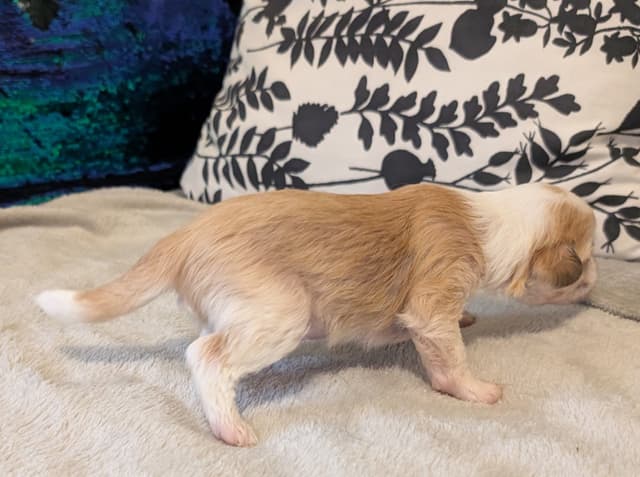 Chinese Crested Puppies media 21