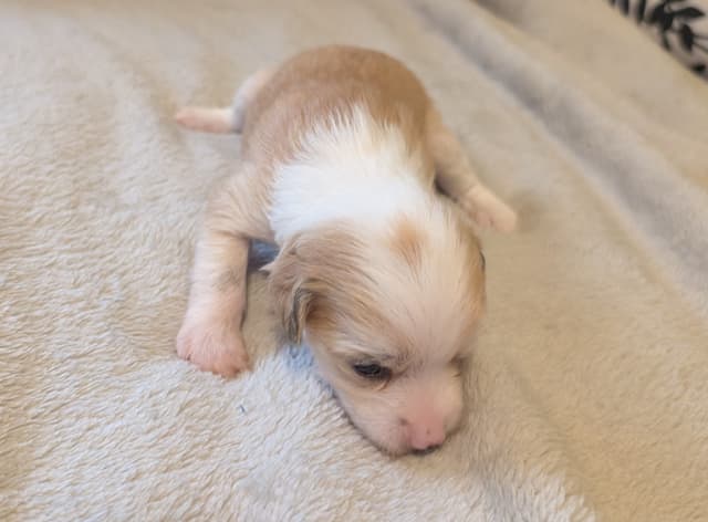 Chinese Crested Puppies media 22