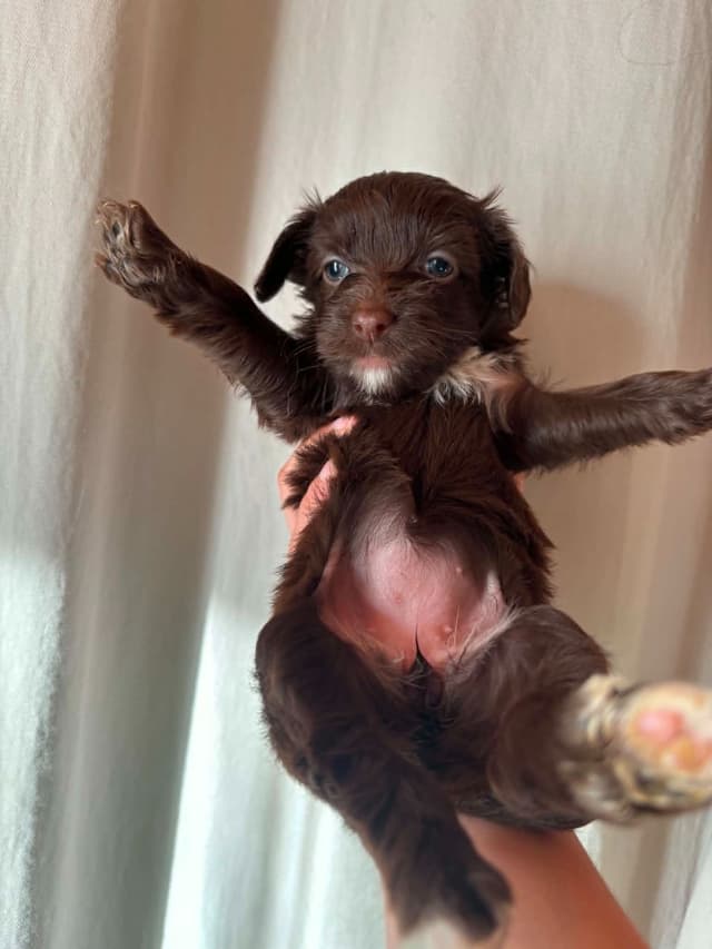 Chinese Crested Puppies media 2