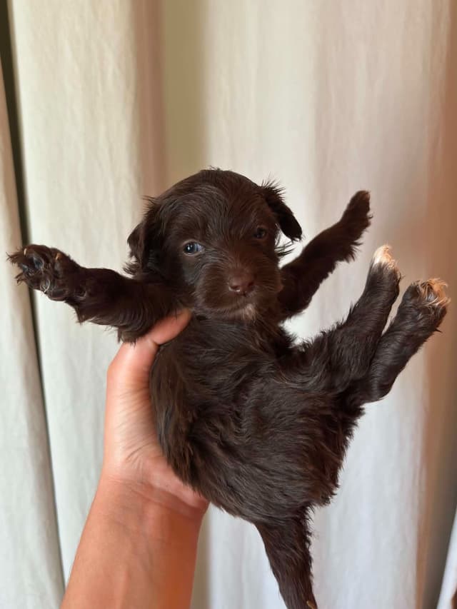 Chinese Crested Puppies media 4