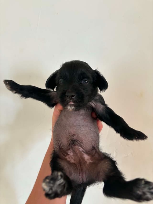 Chinese Crested Puppies media 7
