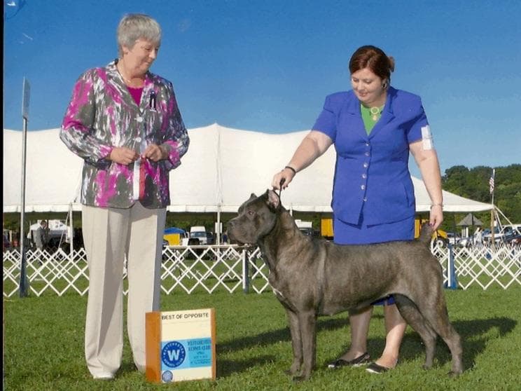 Miniature Schnauzer Puppies breeder image 2