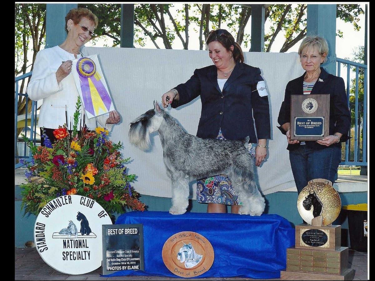 Miniature Schnauzer Puppies breeder image 7