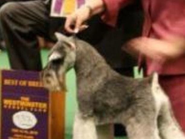 Miniature Schnauzer Puppies breeder image 8