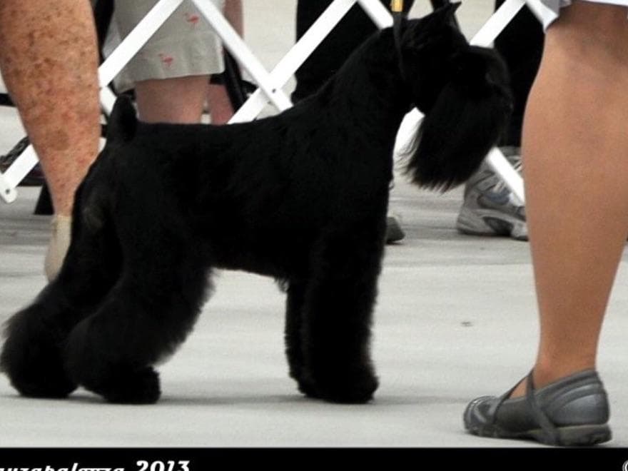 Miniature Schnauzer Puppies breeder image 10