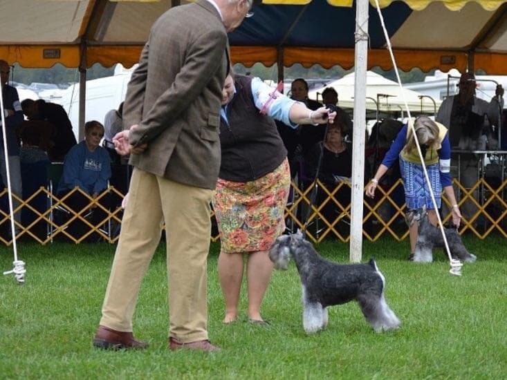 Miniature Schnauzer Puppies breeder image 11