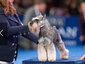 Miniature Schnauzer Puppies breeder image 12