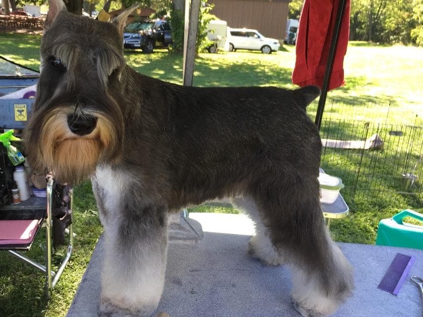 Miniature Schnauzer Puppies breeder image 14