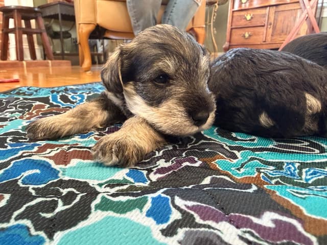Miniature Schnauzer Puppies media 2