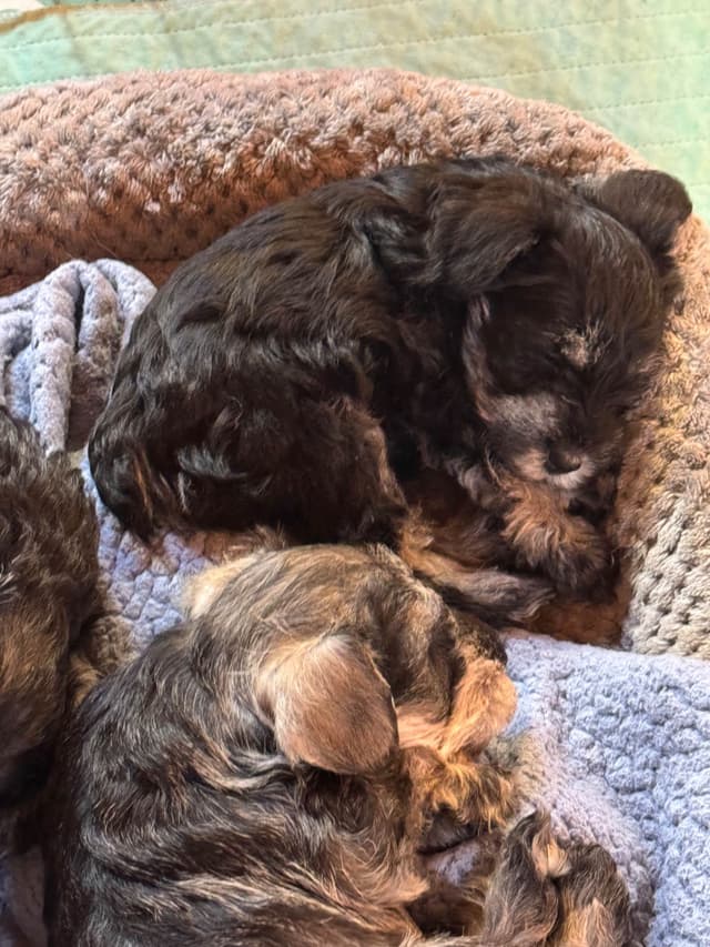 Miniature Schnauzer Puppies media 3