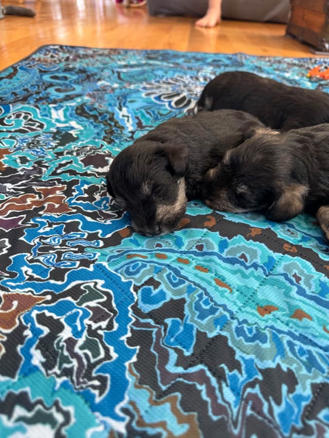 Miniature Schnauzer Puppies media 4