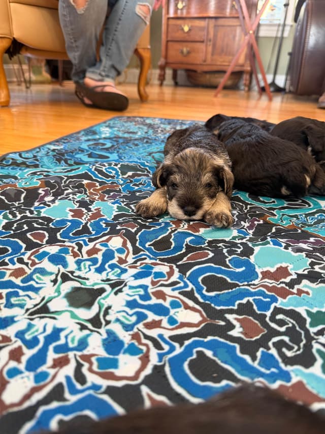 Miniature Schnauzer Puppies media 5