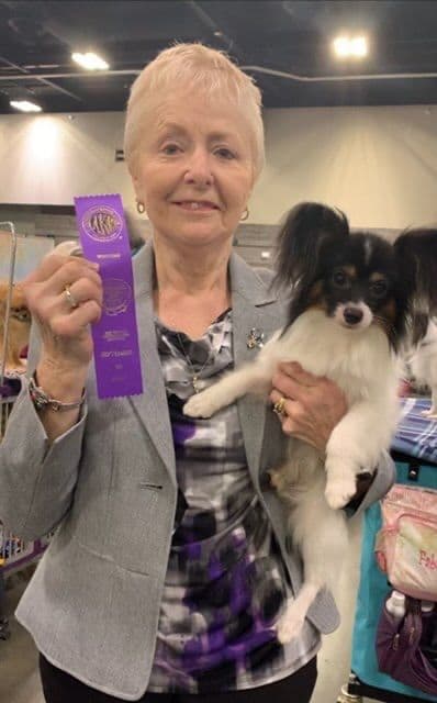 Papillon Puppies breeder image 1