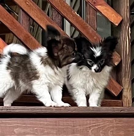 Papillon Puppies breeder image 3