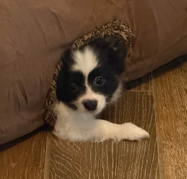 Papillon Puppies media 2