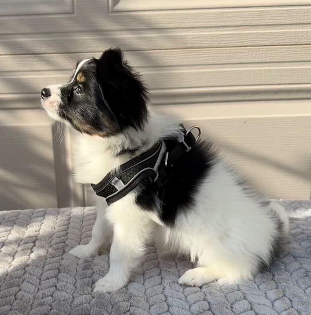 Papillon Puppies media 3