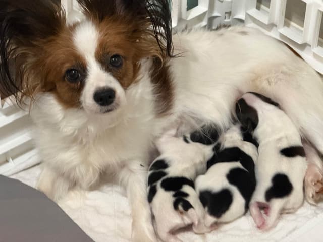 Papillon Puppies media 4
