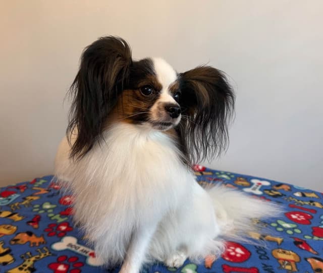 Papillon Puppies media 5