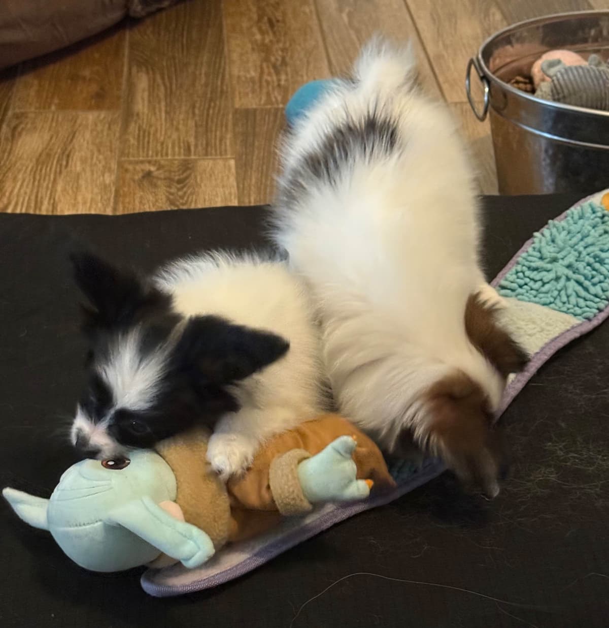 Papillon Puppies breeder image 7