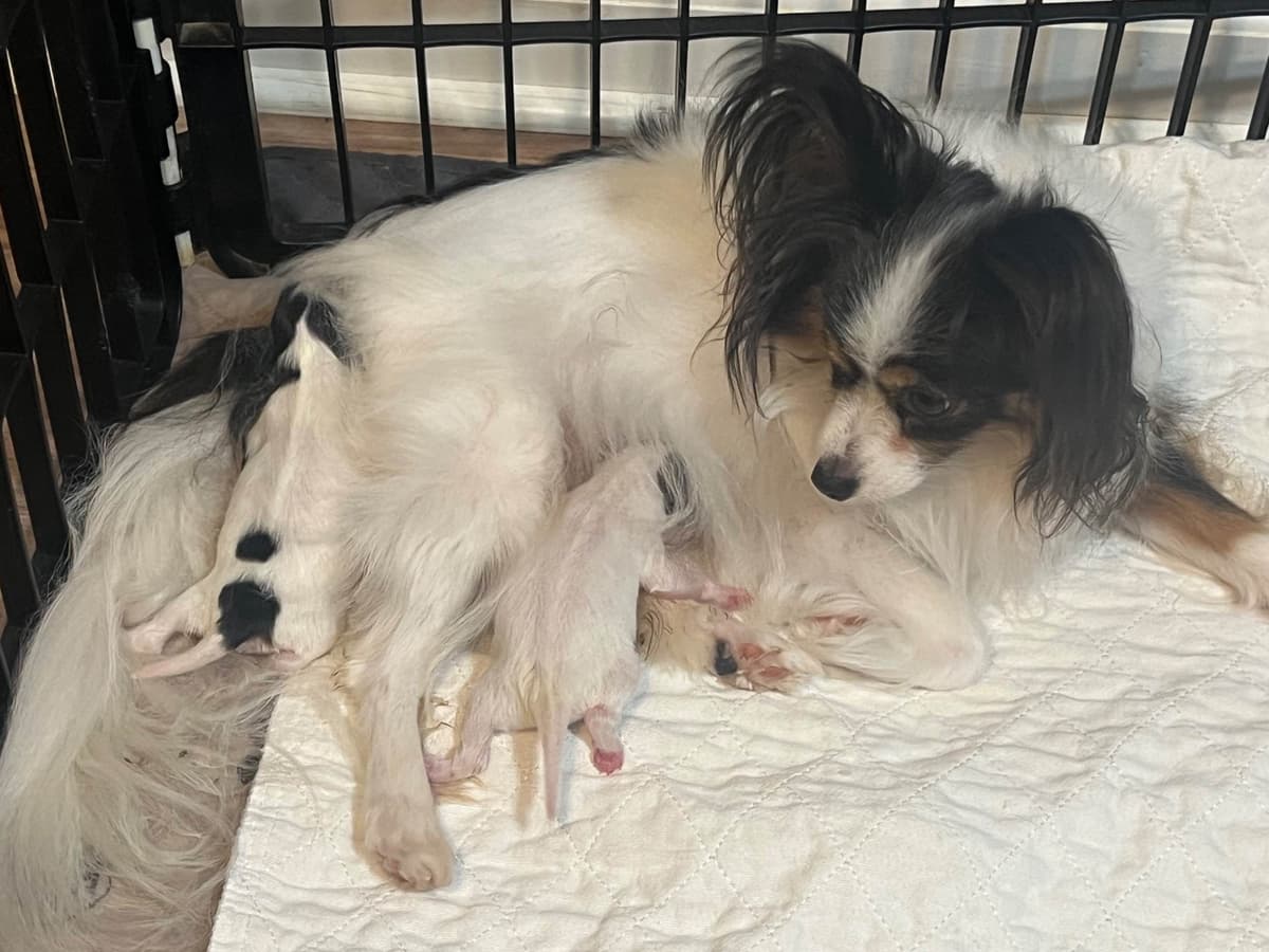 Papillon Puppies breeder image 6
