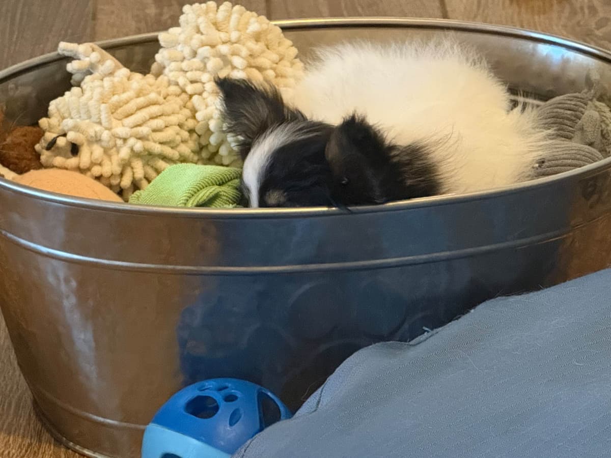 Papillon Puppies breeder image 8